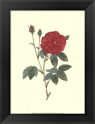 Framed Crimson Beauty I Print