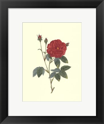 Framed Crimson Beauty I Print
