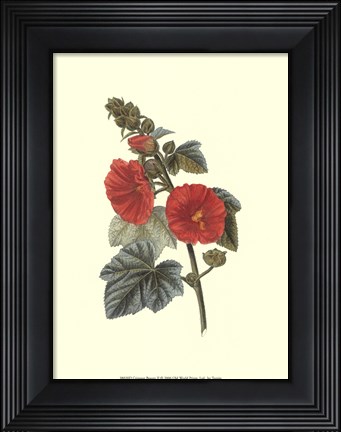 Framed Crimson Beauty II Print