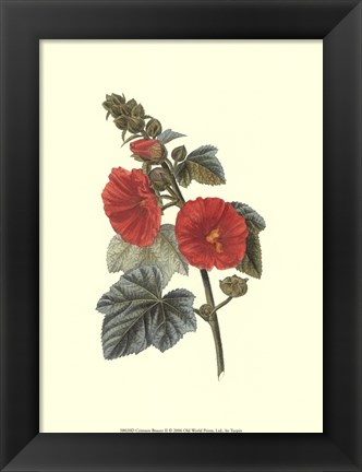Framed Crimson Beauty II Print