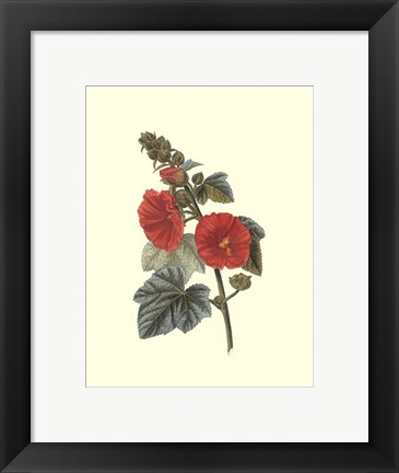 Framed Crimson Beauty II Print