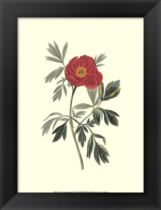 Framed Crimson Beauty III Print