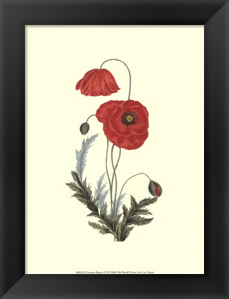Framed Crimson Beauty IV Print