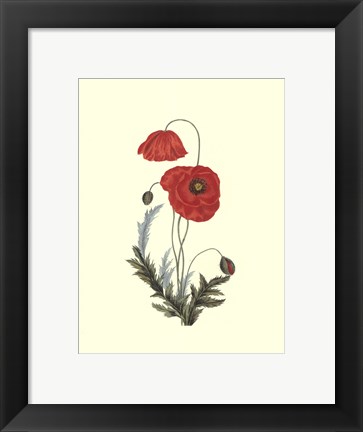 Framed Crimson Beauty IV Print