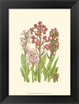 Framed Summer Garden VII Print