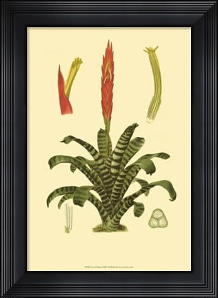 Framed Tropical Tillandsia Print