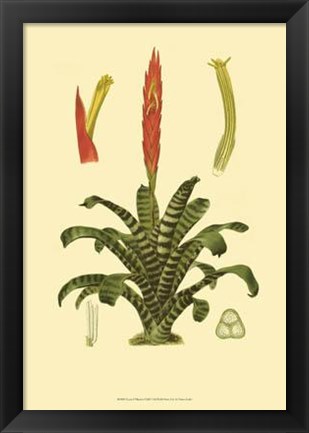 Framed Tropical Tillandsia Print