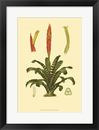Framed Tropical Tillandsia Print