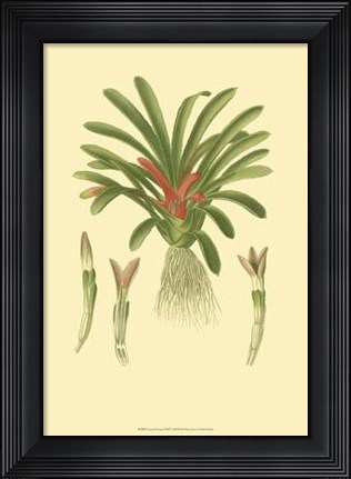 Framed Tropical Karatas Print