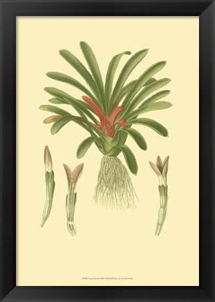 Framed Tropical Karatas Print