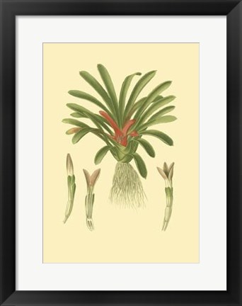 Framed Tropical Karatas Print
