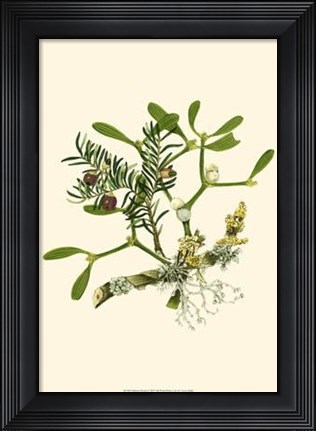 Framed Mistletoe Branch Print