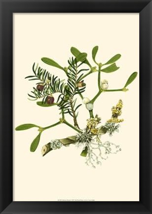 Framed Mistletoe Branch Print