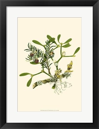Framed Mistletoe Branch Print