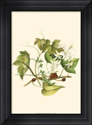 Framed Clematis Branch Print