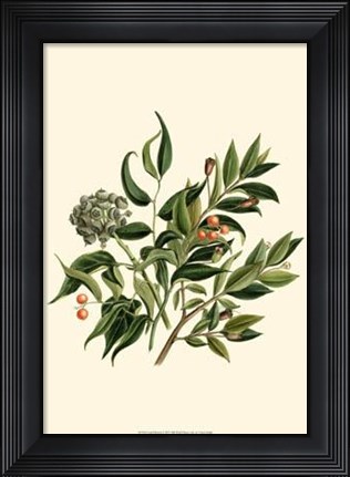 Framed Laurel Branch Print