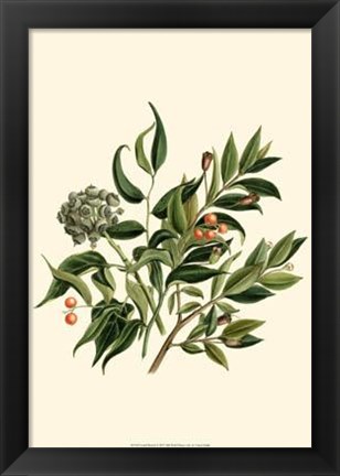 Framed Laurel Branch Print