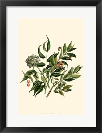 Framed Laurel Branch Print