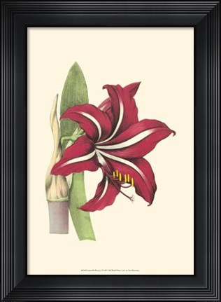 Framed Amaryllis Blooms I Print