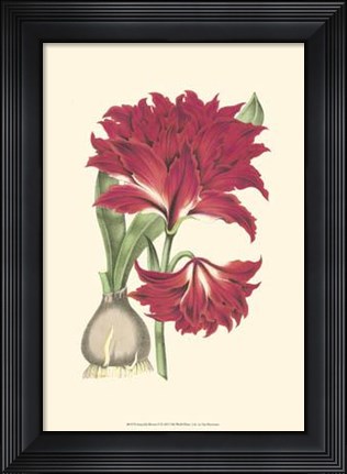 Framed Amaryllis Blooms II Print