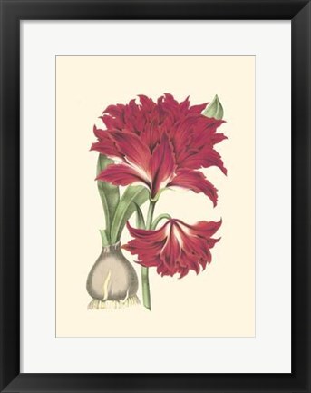 Framed Amaryllis Blooms II Print