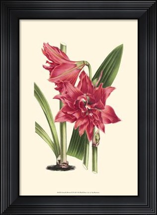 Framed Amaryllis Blooms III Print