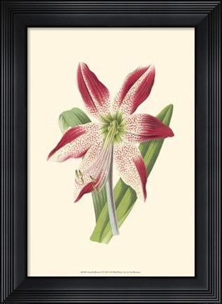 Framed Amaryllis Blooms IV Print