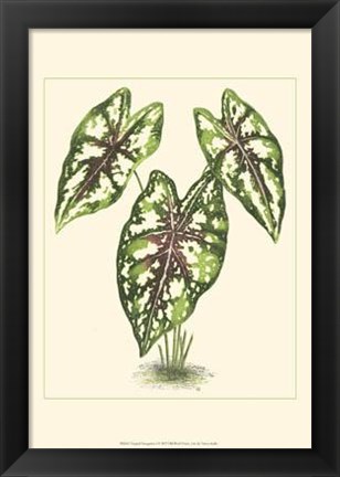 Framed Tropical Variegation I Print