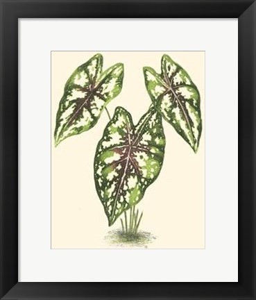 Framed Tropical Variegation I Print