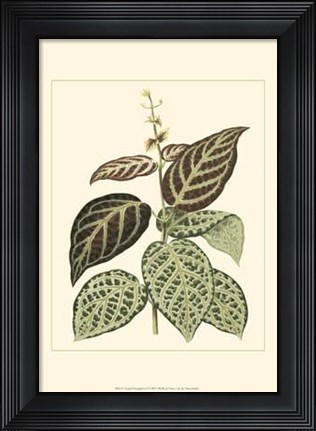 Framed Tropical Variegation II Print