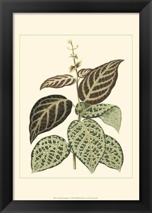 Framed Tropical Variegation II Print
