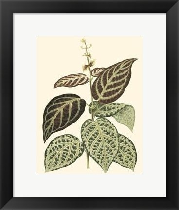 Framed Tropical Variegation II Print