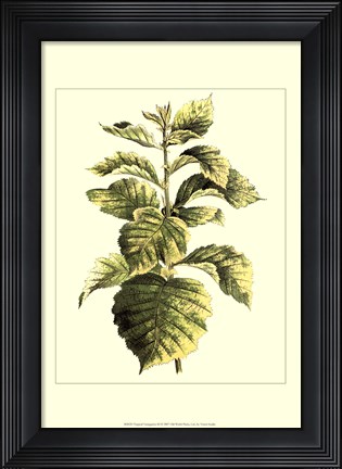 Framed Tropical Variegation III Print