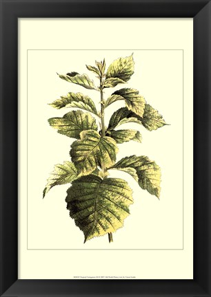 Framed Tropical Variegation III Print