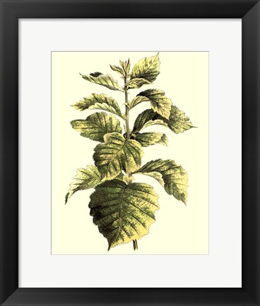 Framed Tropical Variegation III Print