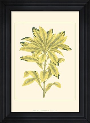 Framed Tropical Variegation IV Print