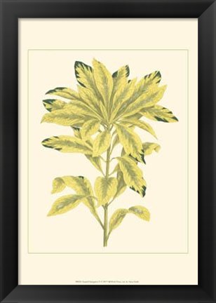 Framed Tropical Variegation IV Print