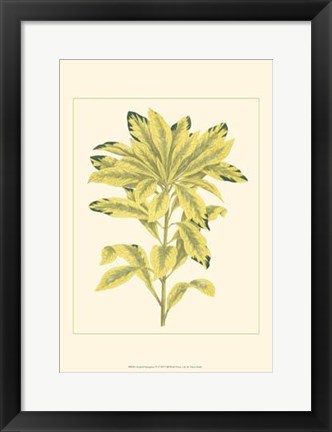 Framed Tropical Variegation IV Print