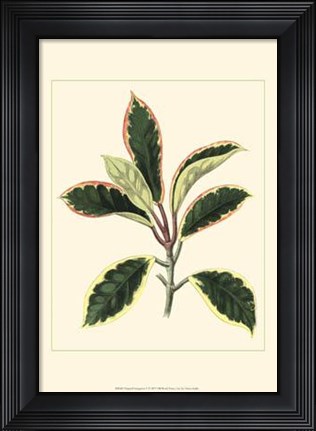 Framed Tropical Variegation V Print