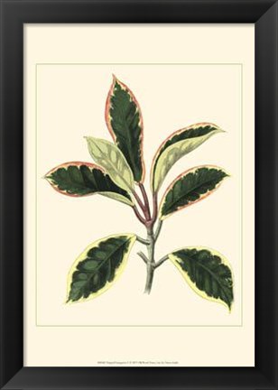 Framed Tropical Variegation V Print