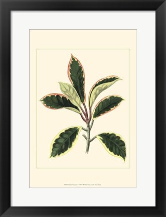 Framed Tropical Variegation V Print