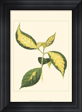 Framed Tropical Variegation VI Print