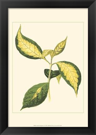 Framed Tropical Variegation VI Print