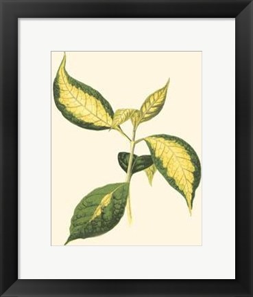 Framed Tropical Variegation VI Print