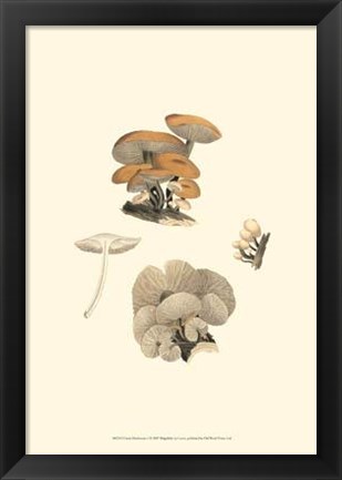 Framed Curtis Mushrooms I Print