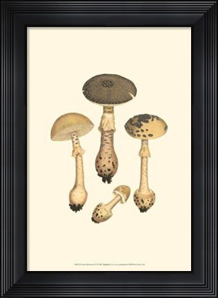 Framed Curtis Mushrooms II Print