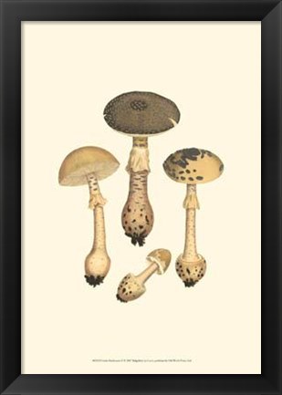 Framed Curtis Mushrooms II Print