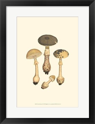 Framed Curtis Mushrooms II Print