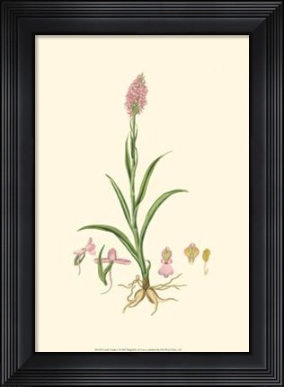 Framed Curtis' Garden I Print