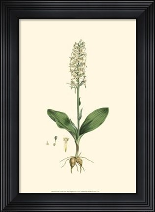 Framed Curtis' Garden II Print